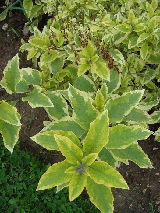 Lycianthes rantonetii 'Variegata' (2)